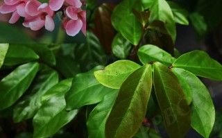 20240703——长节珠（Parameria laevigata (Juss.) Moldenke）