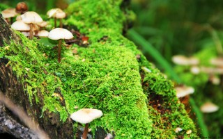 35年沧海桑田！这次，奥迪向上汽采购电动技术
