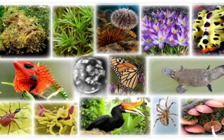 我们不知道答案的125个科学问题(99)物种之争 精选