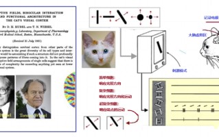 猫咪怎样启发了人工神经网络的诞生？ 精选