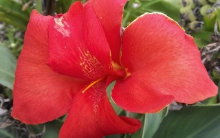 常见的“美人蕉”们！