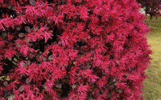 20240905——红花檵木（Loropetalum chinense Oliver var. rubrum Yieh）
