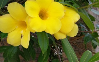 20240613——软枝黄蝉（Allamanda cathartica）