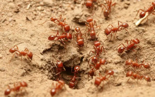 我们不知道答案的125个科学问题(87)人类信息素 精选