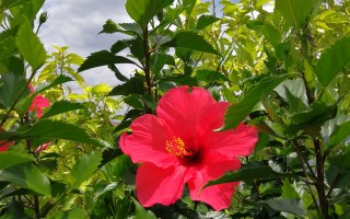 20241028：植物百科——朱槿！