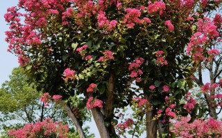 “白露”节气里开花的植物！ 精选