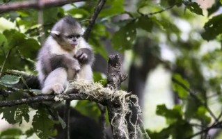 见证“蚂蚁”种大树 精选