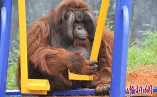 红毛猩猩上约会网站找对象：荷兰动物园实验助繁殖