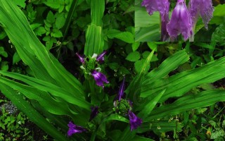 20240820——头花象牙参（Roscoea capitata Sm.）