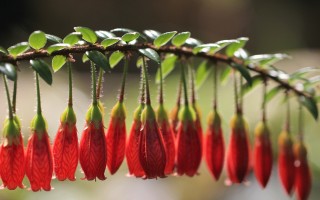 2025年11月16日广东省调和油批发价格行情