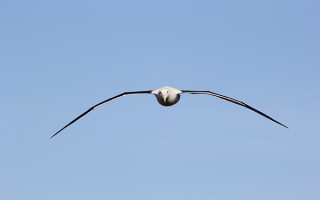 太平洋南极航线，探索鹱形鸟类的金钥匙 精选