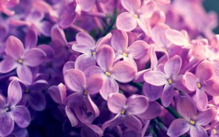 2025年11月16日广东省面粉批发价格行情