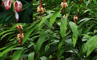 20240730——距花山姜（Alpinia calcarata Roscoe）