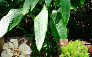 20240802——九翅豆蔻（Amomum maximum Roxb.）