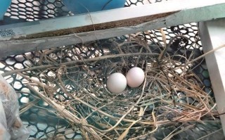 我家阳台来了斑鸠一家