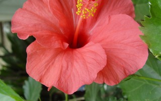 朱槿——槿艳繁花满树红！