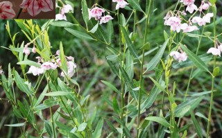 20240707——白麻（Poacynum pictum ）