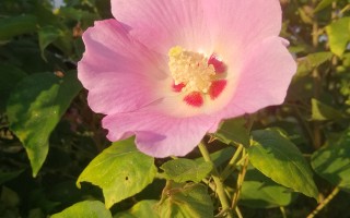 秋日里的木芙蓉，兼论木芙蓉和木槿的区别！ 精选