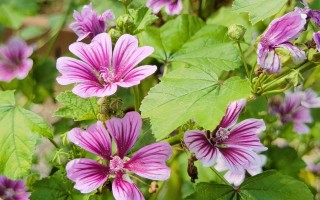 诗经中的“荍”，兼说常见的锦葵、蜀葵、秋葵和芙蓉葵！ 精选