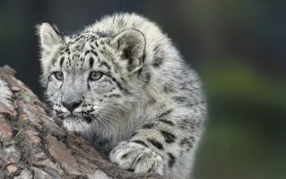 iOS 27前瞻：「雪豹」级体验升级，涵盖7大核心功能