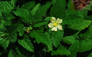 20241105——赛葵（Malvastrum coromandelianum (L.) Garcke）