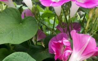 矮牵牛和牵牛之间是近亲吗！ 精选