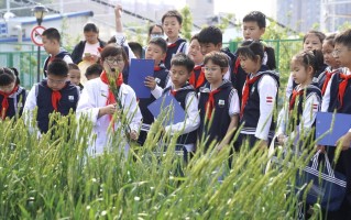 从课堂到田间，走近“神奇的小麦”