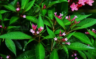 20240616——鸡骨常山（Alstonia yunnanensis Diels）