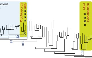 我们不知道答案的125个科学问题(100)基因转移 精选