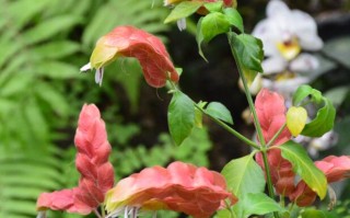 靓丽的虾衣花和金苞花！ 精选