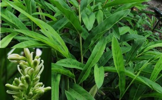 20240726¬——红豆蔻（Alpinia galanga (L.) Willd.）