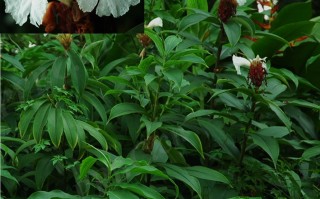 20240806——闭鞘姜（Hellenia speciosa (J. Koenig) S. R. Dutta）