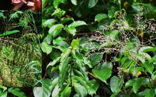 20240708——帘子藤（Pottsia laxiflora (Blume) Kuntze）