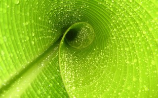 2025年11月16日广西壮族自治区绿豆芽批发价格行情
