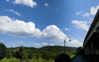 夏日里常见的开花植物（1） 精选