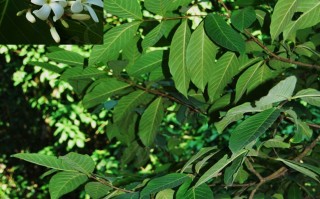 20240630——止泻木（Holarrhena pubescens Wall. ex G. Don）