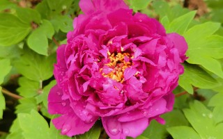 牡丹、野牡丹、臭牡丹和牡丹木等！