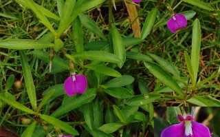 20240912——鼠鞭草（Afrohybanthus enneaspermus (L.) Flicker）