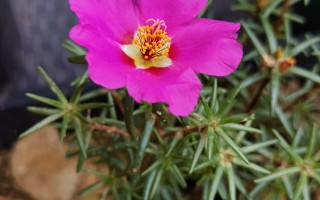 如何区分大花马齿苋、阔叶马齿苋和马齿苋！