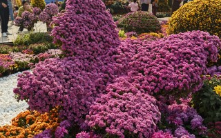 花“蝴蝶”！