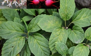 20240610——板凳果（Pachysandra axillaris Franch.）