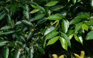 20240718——蓝树（Wrightia laevis Hook. f.）