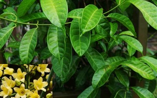 20240704——富宁藤（Parepigynum funingense Tsiang & P. T. Li）