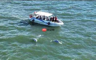 从参与到守护：镜头定格粉红色海豚，从全民寻“豚”到全民护“豚”