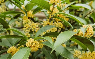 桂花终于开了，满园“银桂飘香”！ 精选