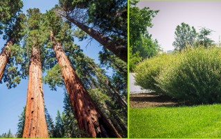 我们不知道答案的125个科学问题(104)植物生长控制 精选