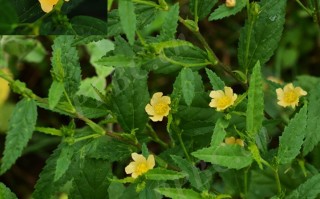 20241107——黄花稔（Sida acuta Burm. F.）