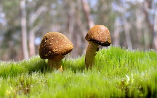 2025年11月16日湖南省花生油批发价格行情