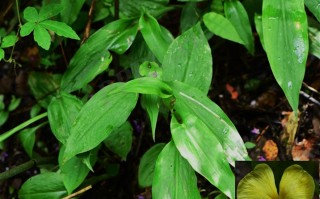 20240803——大苞姜