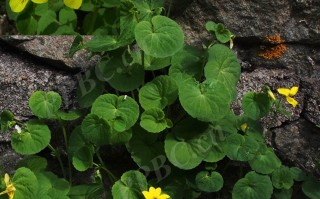 20240917——双花堇菜（Viola biflora L.）